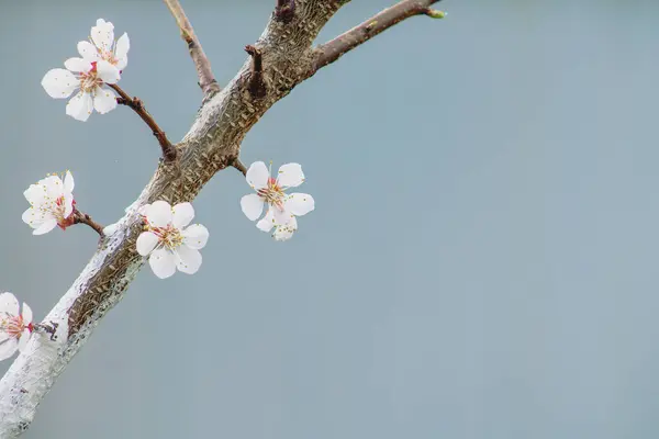 Baharda beyaz çiçek açar.