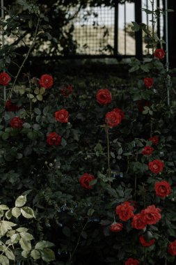 Güzel botanik fotoğrafı, doğal duvar kağıdı.