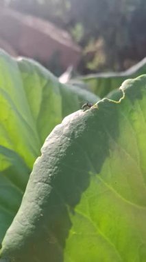 Bir bitkinin üzerindeki yeşil yaprağın yakın plan çekimi.