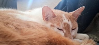 Kızıl kedi önce uyur sonra esner..