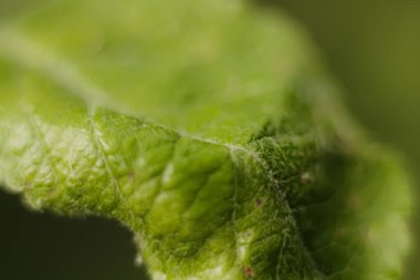 Yeşil yaprağa yakın çekim