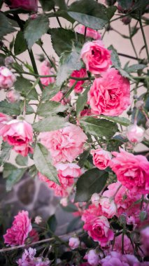 Bahçedeki pembe çiçekler