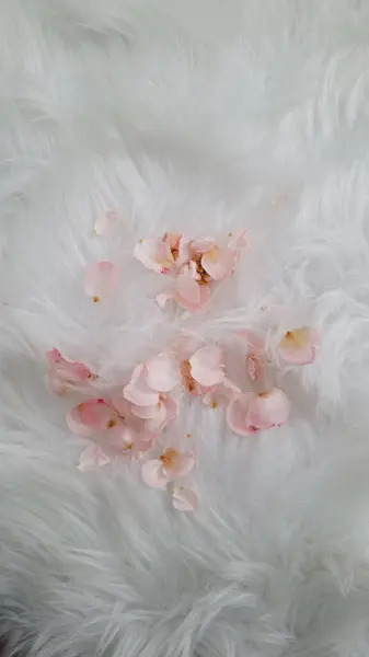 Ormandaki pembe kedi