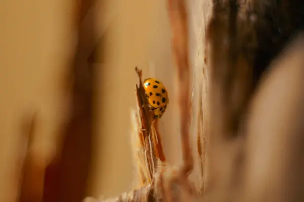 sarı uğur böceği yakın plan