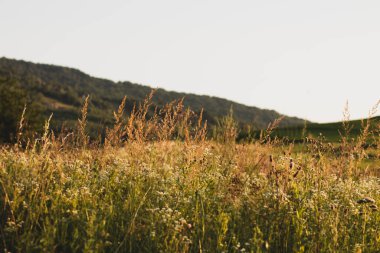 Günbatımı yeşil alanı