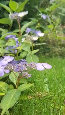 Bahçedeki ortancalar rüzgarda sallanıyor.