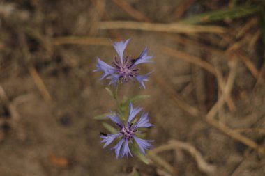 Bahçedeki güzel çiçekler