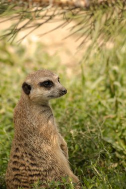 Mirket, suricata suricatta, yerde duruyor, avı arıyor.