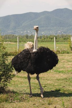 Devekuşu çiftliğinde