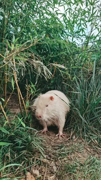 Beyaz hindiba ya da albino capybara nehir kenarındaki çimlerde oturuyordu.