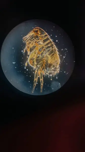 Bokeh etkisine sahip soyut arkaplan, mikroskop altında mikroorganizmalar