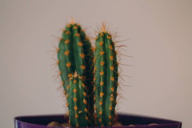 Kaktüs pembe bir arka plan üzerinde