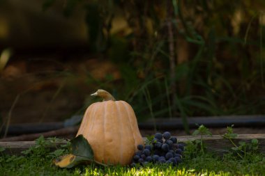 balkabağı ve sonbahar yaprakları