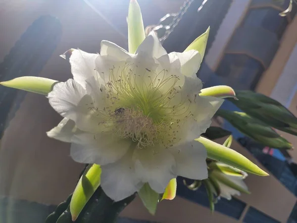 Bahçedeki güzel çiçekler