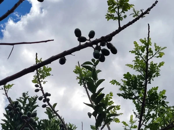 Güzel botanik fotoğrafı, doğal duvar kağıdı.