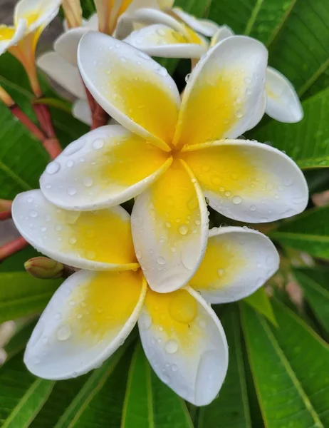 Piękny Kwiat Plumerii Ogrodzie — Zdjęcie stockowe