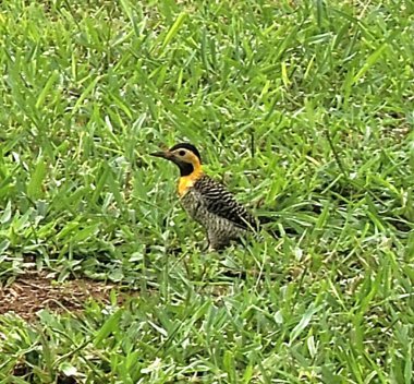 a small bird on the green grass