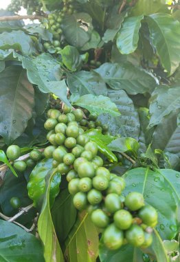 Bahçede yetişen yeşil çay tarlaları.