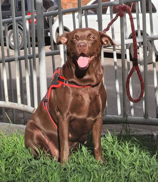 Портрет Американской Собаки Пинчера Яме — стоковое фото