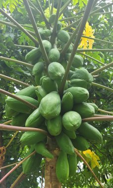 Yapraklı yeşil papaya ağacı
