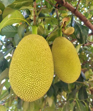 Olgun yeşil meyveler ağaçta