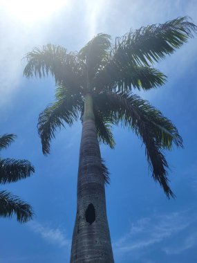 Deniz kıyısındaki palmiye ağacı