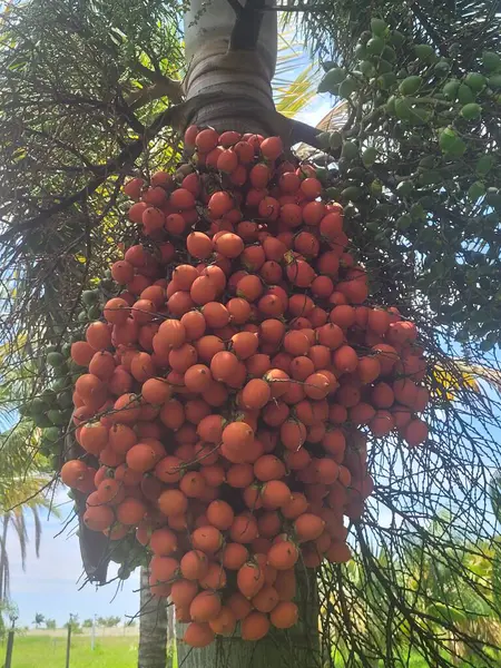 Bir avuç olgun meyveyi kapatın.