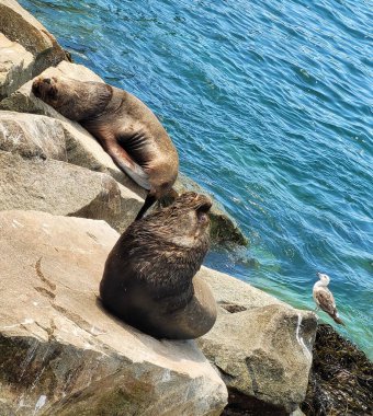 a beautiful view of a sea lion