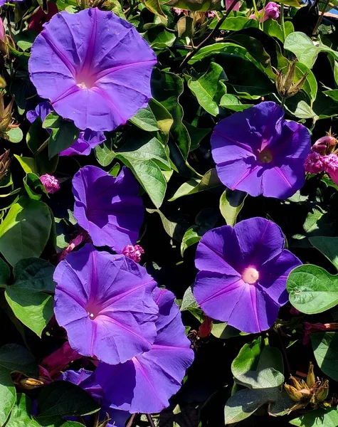 Güzel botanik fotoğrafı, doğal duvar kağıdı.