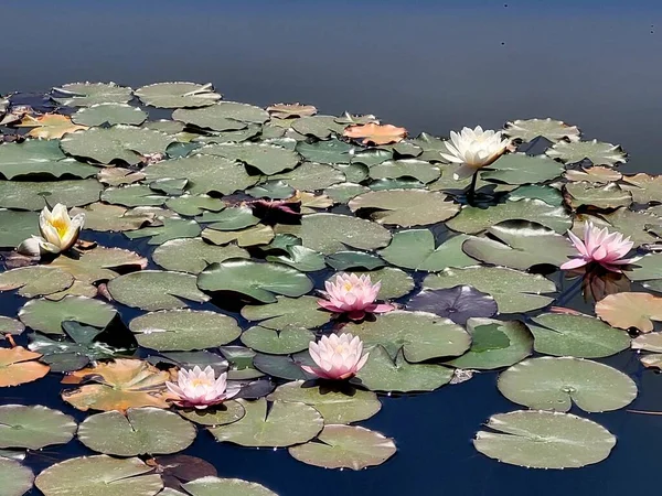lotus çiçek çiçek görünümü