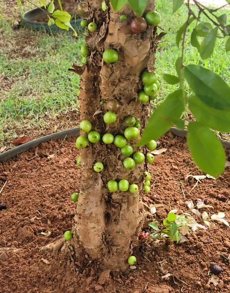 fresh green grapes on the vine