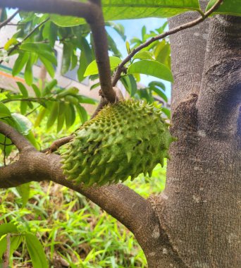 Bahçedeki yeşil ağaç