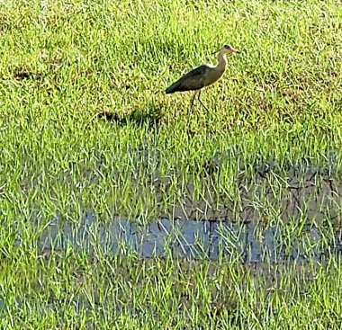 Bir kuş gölün kenarında çimlerin üzerinde duruyor.