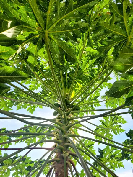 Altında bir adam olan bir papana ağacı.
