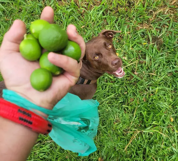 Bahçedeki yeşil köpek