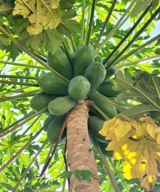 Ağaçta yeşil papaya