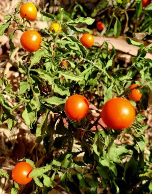 Bahçedeki bir dalda kırmızı domates