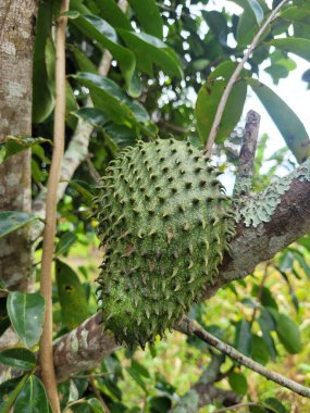 bahçede yeşil meyve