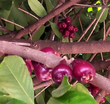 Ağaçtaki kırmızı meyveler