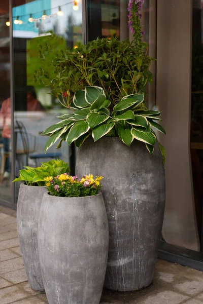 stock image Group of colorful flowers and plants in a big pot on the tarrace.