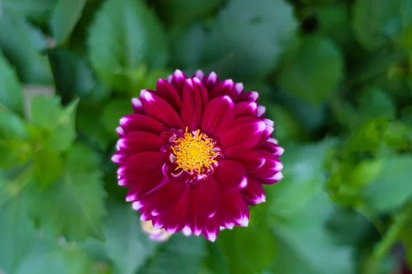 Piękne Kolorowe Jesienne Kwiaty Dahlia Aster Rodzina — Zdjęcie stockowe