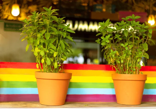 Basil in plantpot. Indoor basil plant in flower pots with LGBT rainbow on the wall.