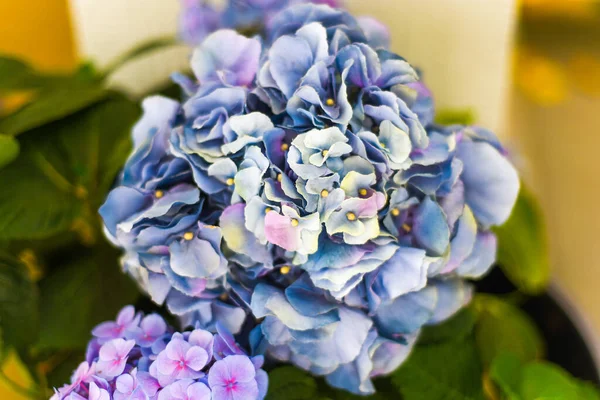 Bush Hortensja Flowers Blue Beautiful Nature — Stock Photo, Image