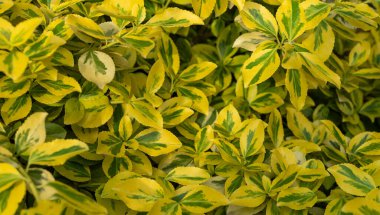 Ormanda yaprakları olan doğal taze organik arka plan..