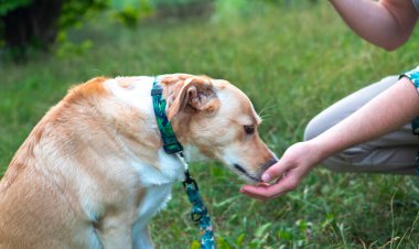 Genç adam dışarıda melez köpek besliyor. Adam parkta köpeğine atıştırmalık verir.