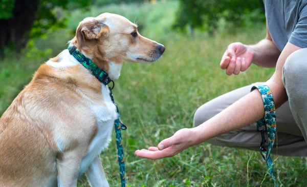 A man gives food to dog, snack for pet, training in park. Man give a snack for his dog in the park