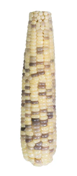 Vařená Kukuřice Zblízka Izolované Bílém Pozadí Cesta Oříznutí — Stock fotografie