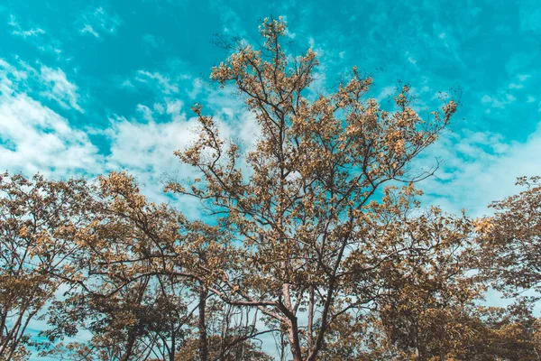 Leśne Drzewa Błękitne Niebo Tle — Zdjęcie stockowe