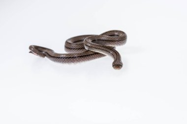 Beyaz arka planda çizgili kukri yılanı, Bilimsel adı Oligodon taeniatus, Tayland yılanı.