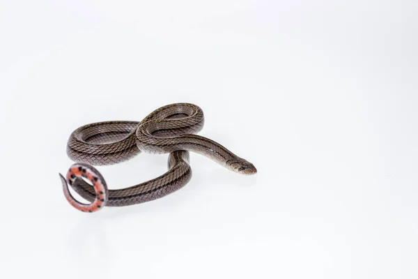 Rayas Kukri Serpiente Sobre Fondo Blanco Nombre Científico Oligodon Taeniatus —  Fotos de Stock